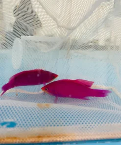Purple Queen Anthias