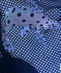 Alternative view of Panther Grouper 