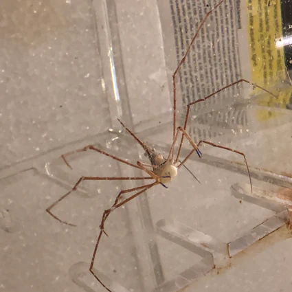 Arrow Crab - Image 2