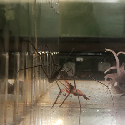 Arrow Crab - Image 3