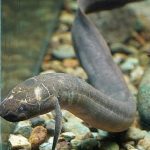 African Spotted Lungfish