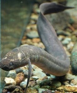 African Spotted Lungfish