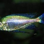 Featherfin Fucifer Cichlid