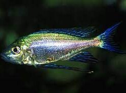 Featherfin Fucifer Cichlid