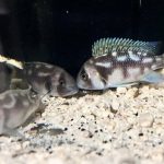 Night Star Frontosa