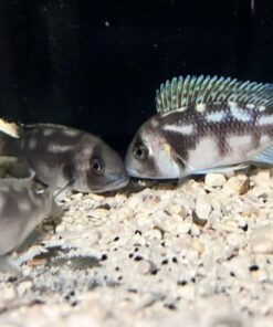 Night Star Frontosa
