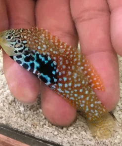 Blue Star Leopard Wrasse