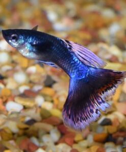 Assorted Guppy Group, Male