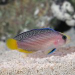Splendid Dottyback