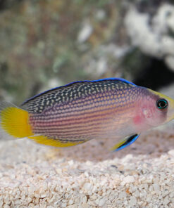 Splendid Dottyback
