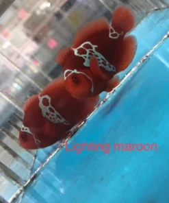 Lighting Maroon Clownfish