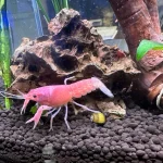 Barbie Pink Lobster