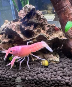 Barbie Pink Lobster