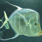 Look Down Fish