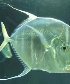 Look Down Fish