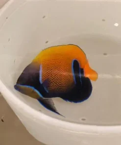 Alternative view of Majestic Angelfish