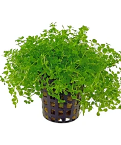 Micranthemum Monte Carlo