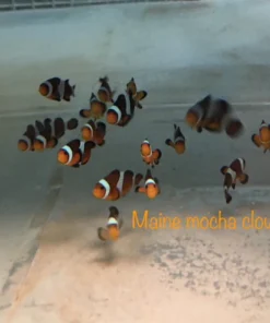 Mocha Clownfish