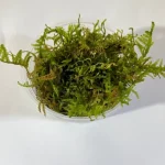 Christmas Moss