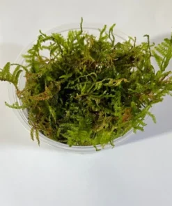Christmas Moss
