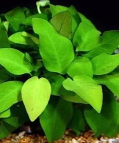 Nana Anubias