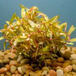 Nesaea Golden