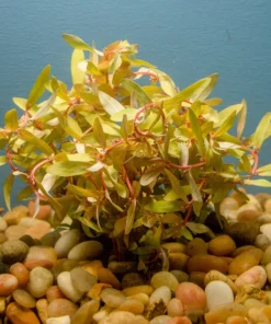 Nesaea Golden
