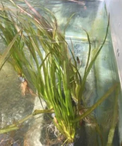 Italian Vallisneria