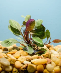 Cardinal Plant