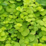 Creeping Jenny