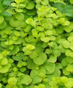 Creeping Jenny