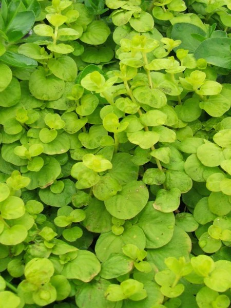 Creeping Jenny