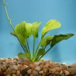 Rosette Sword Plant
