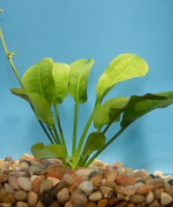 Rosette Sword Plant