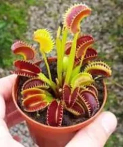 Venus Flytrap