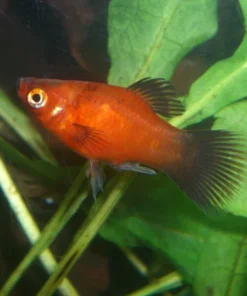 Dwarf Coral Red Wag Platy