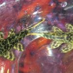 L-144 Bushynose Albino Longfin Pleco