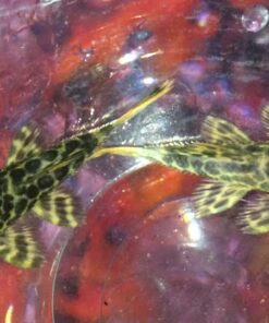 L-144 Bushynose Albino Longfin Pleco