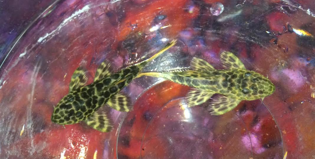 L-144 Bushynose Albino Longfin Pleco