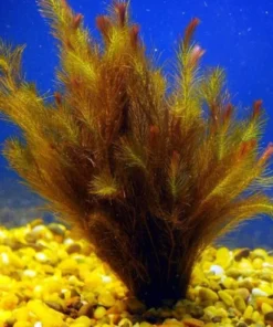 Rotala Wallichii