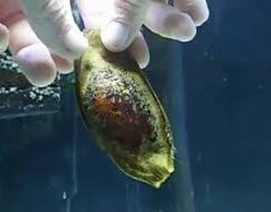 shark egg