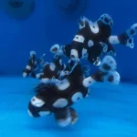 Sweetlips Clown Grunt