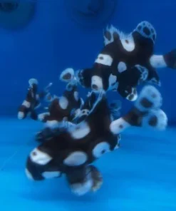 Sweetlips Clown Grunt