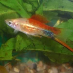 Pineapple Mickey Mouse Swordtail