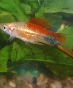 Pineapple Mickey Mouse Swordtail