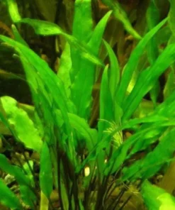 Cryptocoryne Wendtii Green