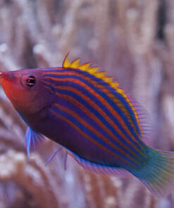 Eight Line Wrasse