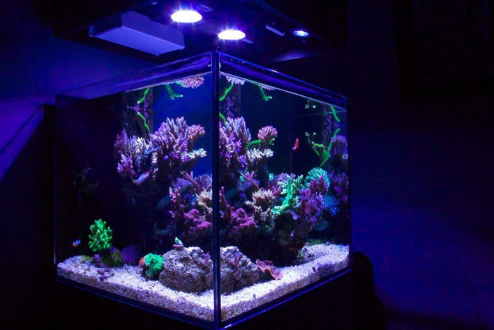 50 Gallon Artisan II Cube - Reef Saltwater Glass Aquarium-view