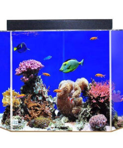 clear-for-life-corner-uniquarium-3-in-1-pentagon-fresh-or-saltwater-acrylic-aquarium-Blue background
