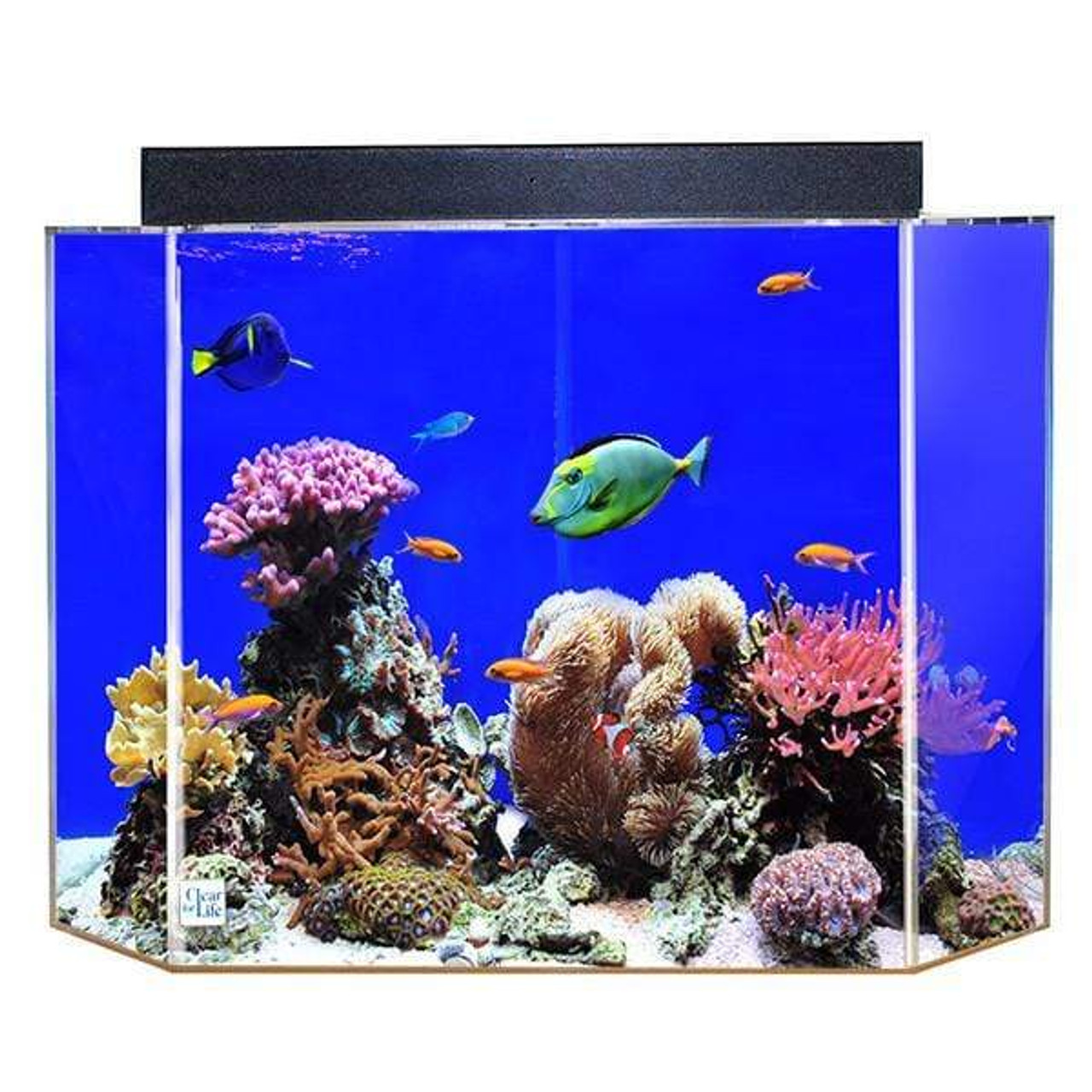 clear-for-life-corner-uniquarium-3-in-1-pentagon-fresh-or-saltwater-acrylic-aquarium-Blue background